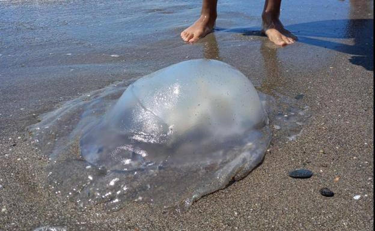 There could be jellyfish in the Mediterranean all year round in the ...